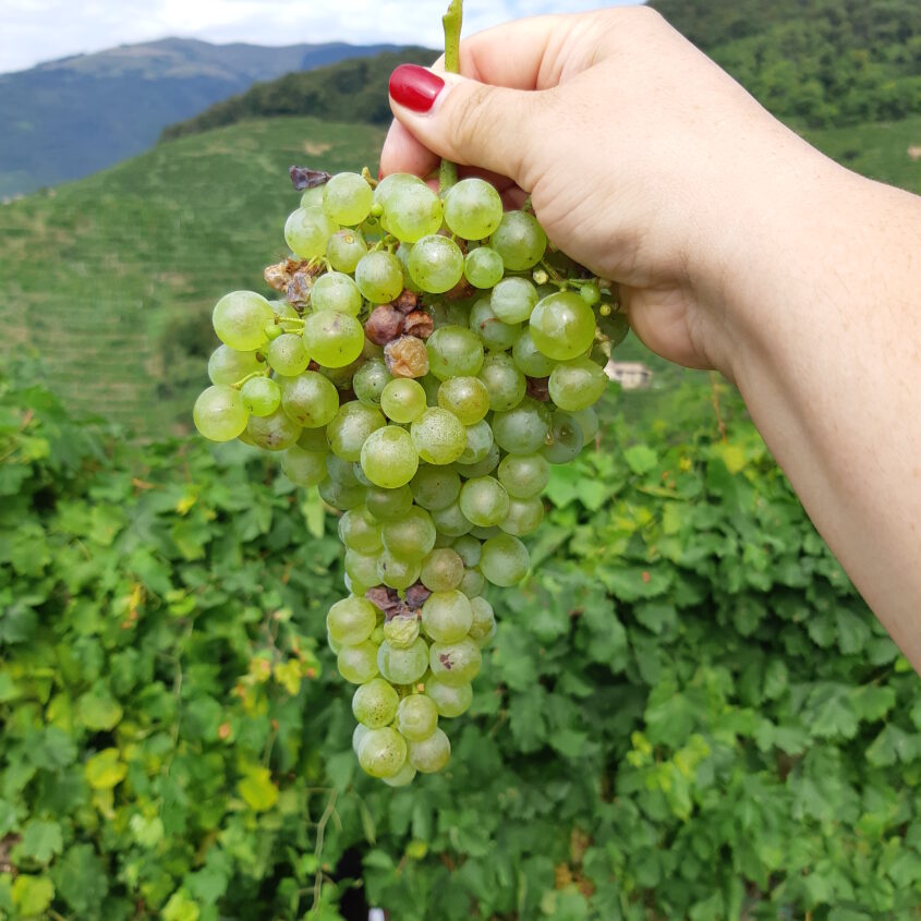 Vino sfuso in Italia,  garanzia di vendite all’estero 2024