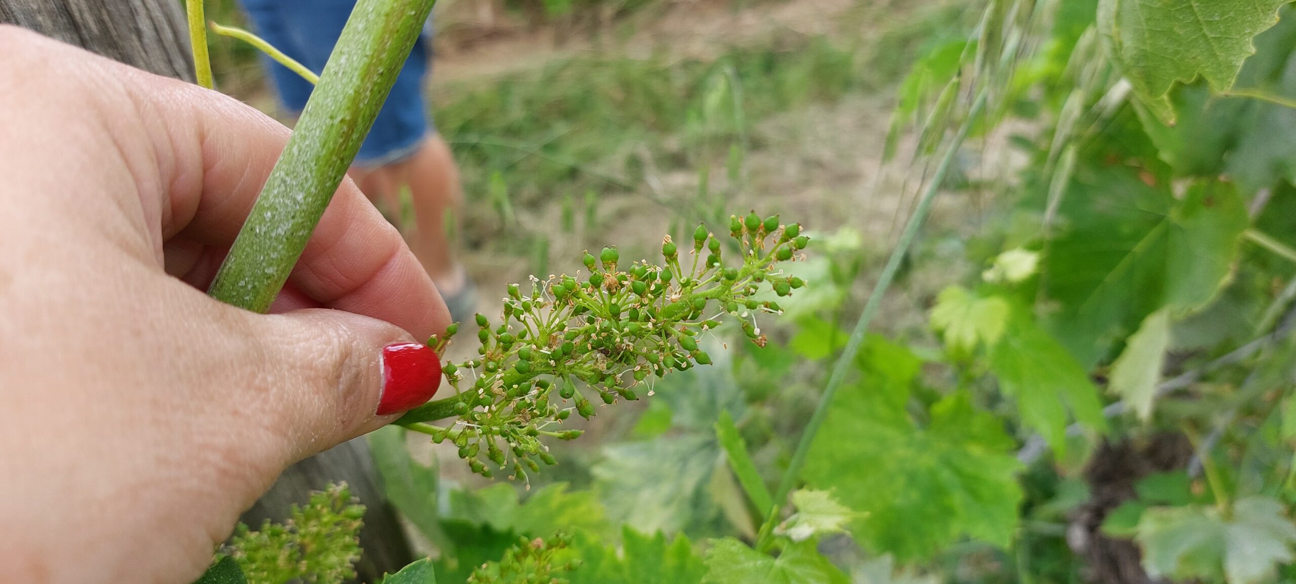 Vino sfuso in Italia, garanzia di vendite all'estero 2024 foto di Carol Agostini