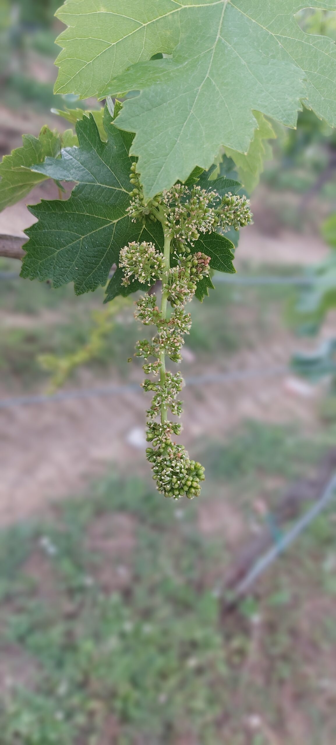 Podere Pellicciano e alcune vigne della cantina, foto di Carol Agostini