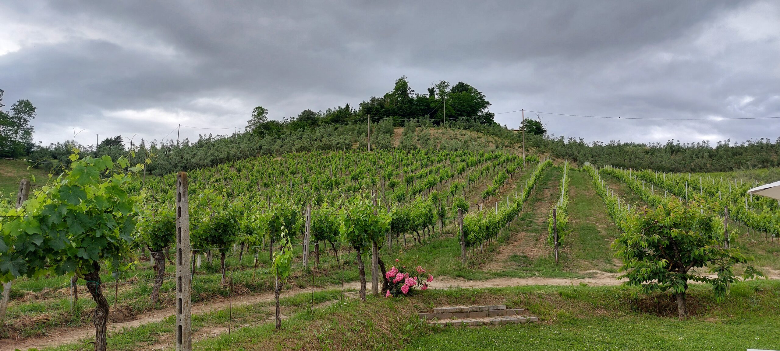 Podere Pellicciano e alcune vigne della cantina, foto di Carol Agostini