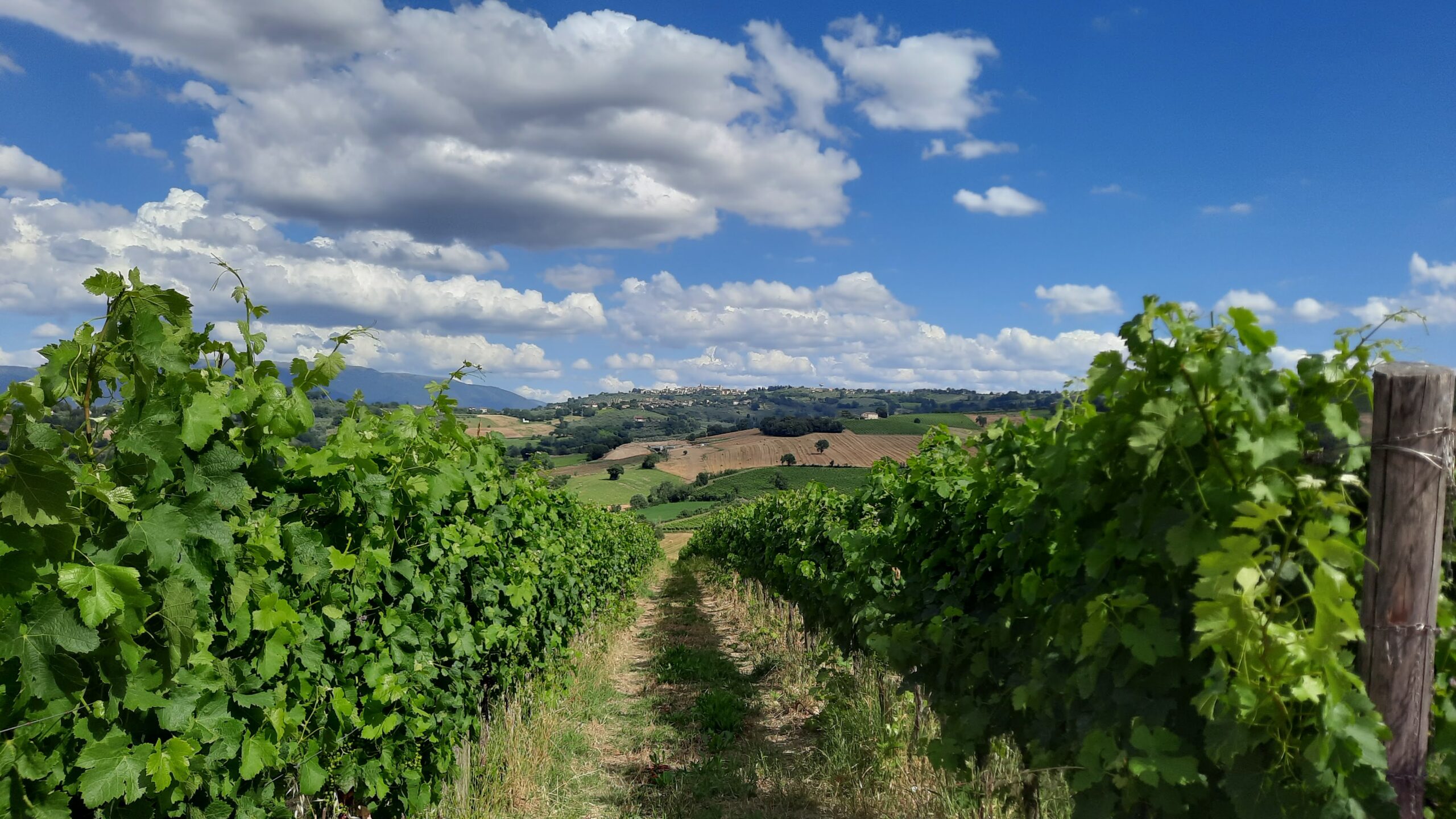 Vigneto con vista digradante verso Montefalco, articolo: Montefalco Sagrantino DOCG e non solo, autentico giugno 2024, foto dell'autore