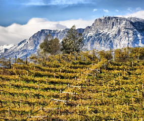 Terre Estreme 2024: Un Trionfo della Viticoltura Eroica, foto vigneti di Villa Corniole