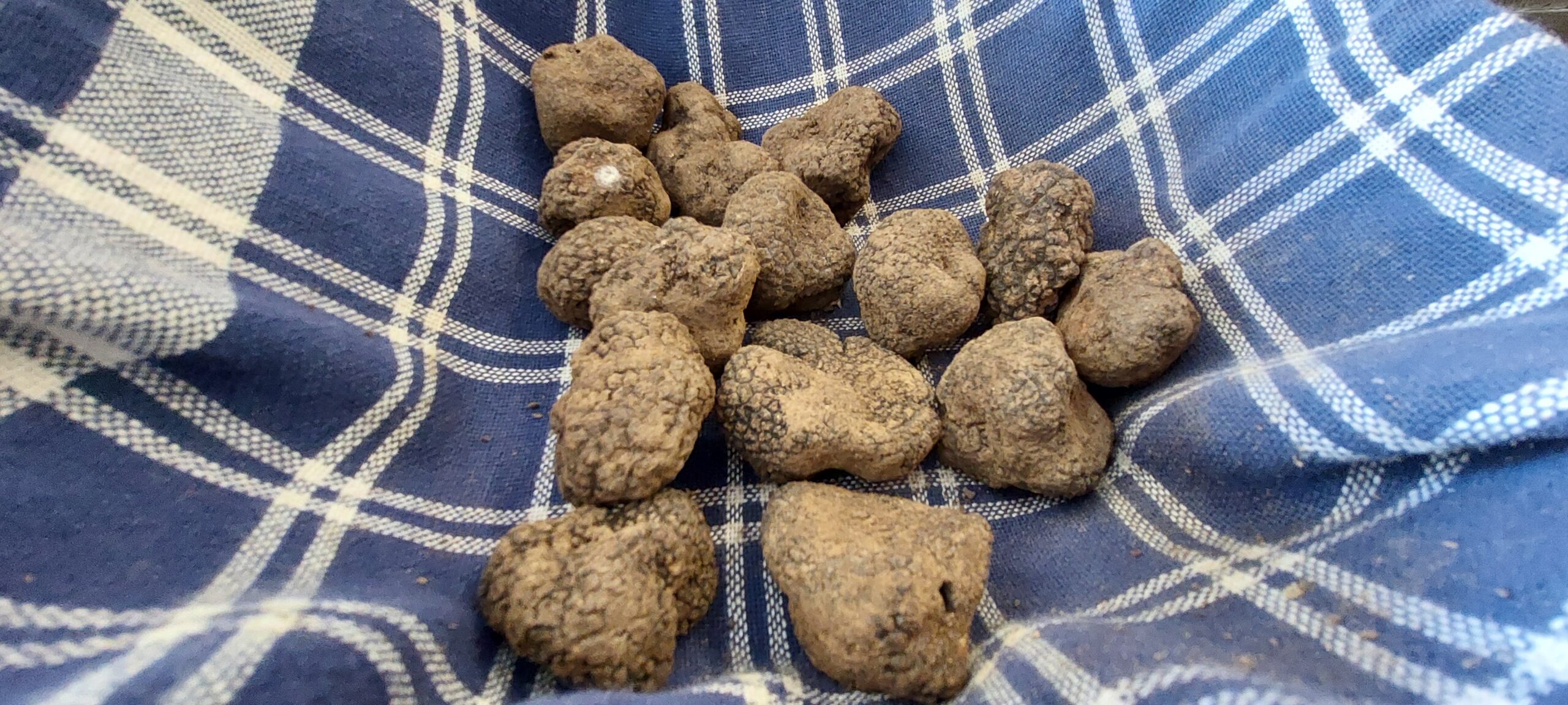 Tartufi Nacci 2024 e l'affascinante caccia al tartufo, foto di Carol Agostini