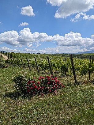 Tenimenti Leone, notevole cantina riconfermata nel 2024, foto di Cristina Santini