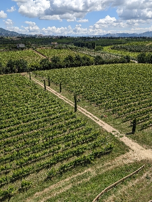 Tenimenti Leone, notevole cantina riconfermata nel 2024, foto di Cristina Santini, le vigne