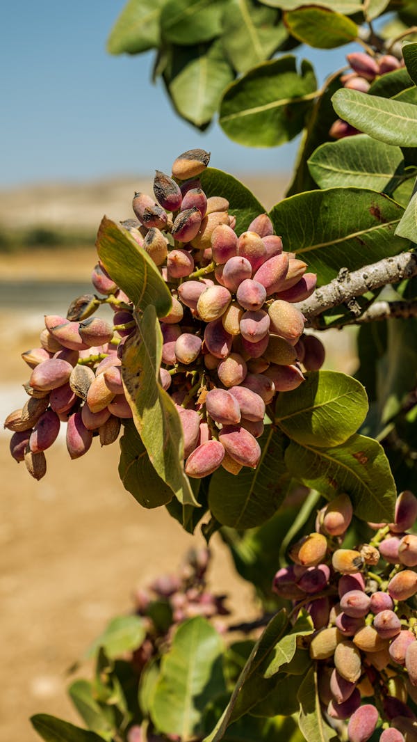 ‘A Ricchigia di Bronte 2024, delizioso pistacchio di qualità