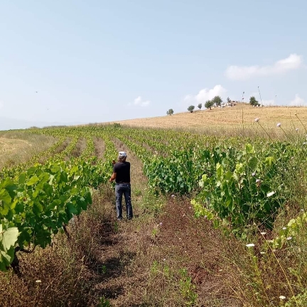 La Kantina Balaj di Mifol nel distretto di Valona 2024, foto di Cristina Santini, le vigne