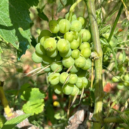 La Kantina Balaj di Mifol nel distretto di Valona 2024, foto di Cristina Santini, le vigne