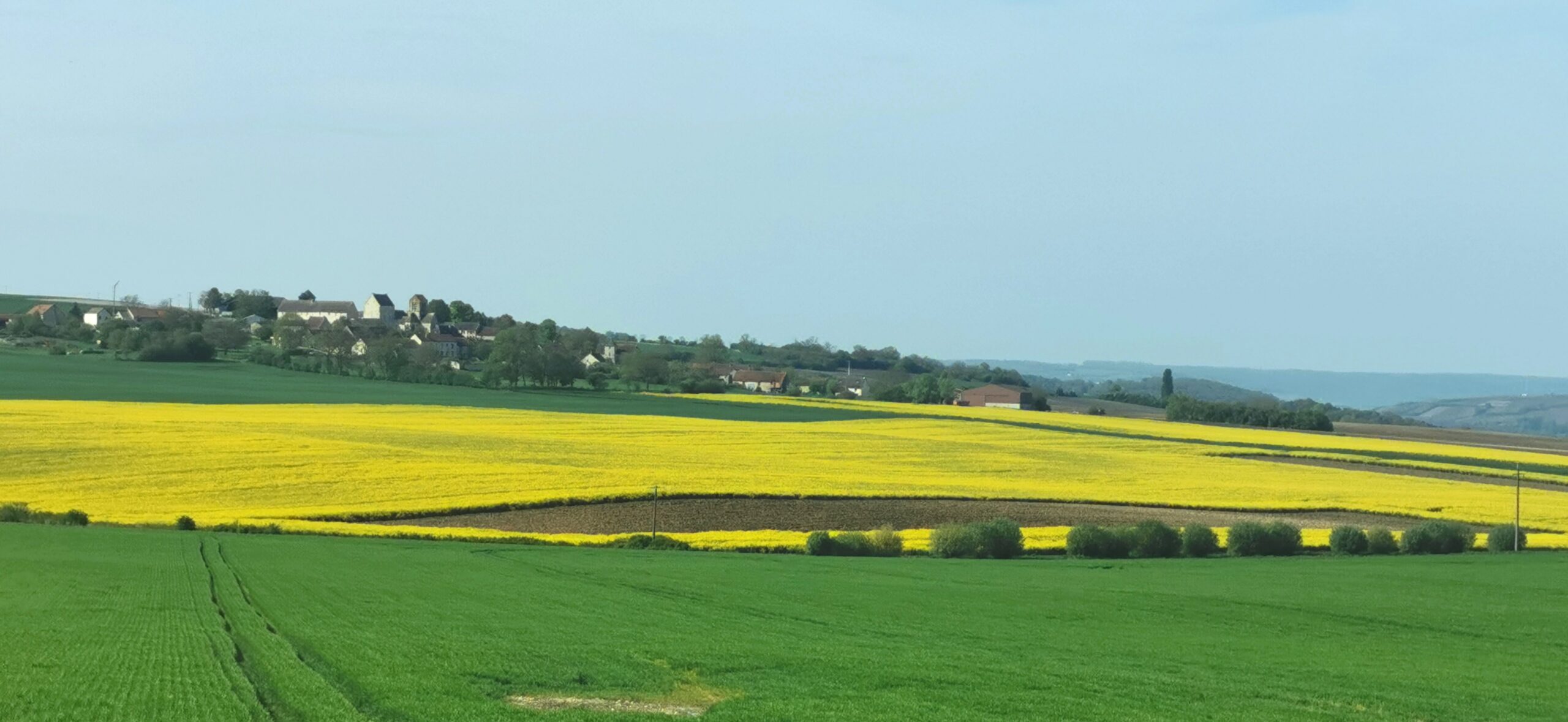 Elsa Leandri in Champagne 2024, quarta tappa a Dizy, campo di Colza, foto dell'autrice