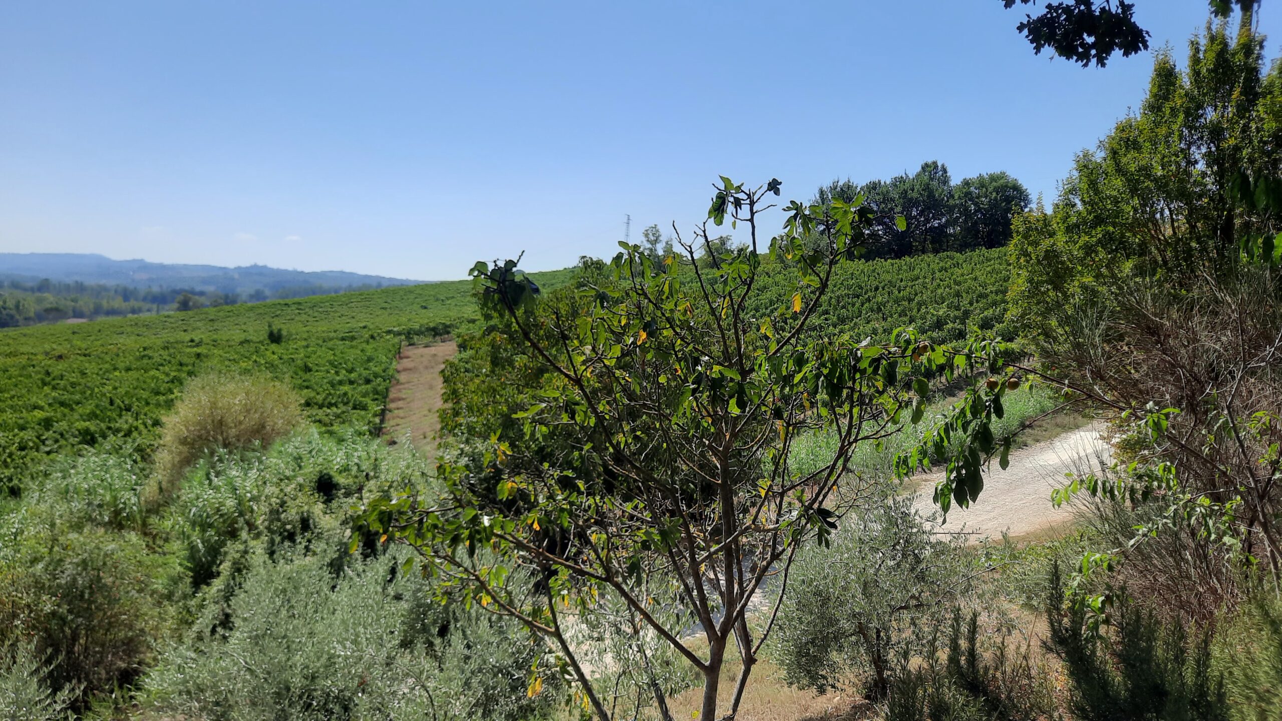 Podere dell'Anselmo 2024, visita e degustazione di qualità, foto dell'autore, i Vigneti