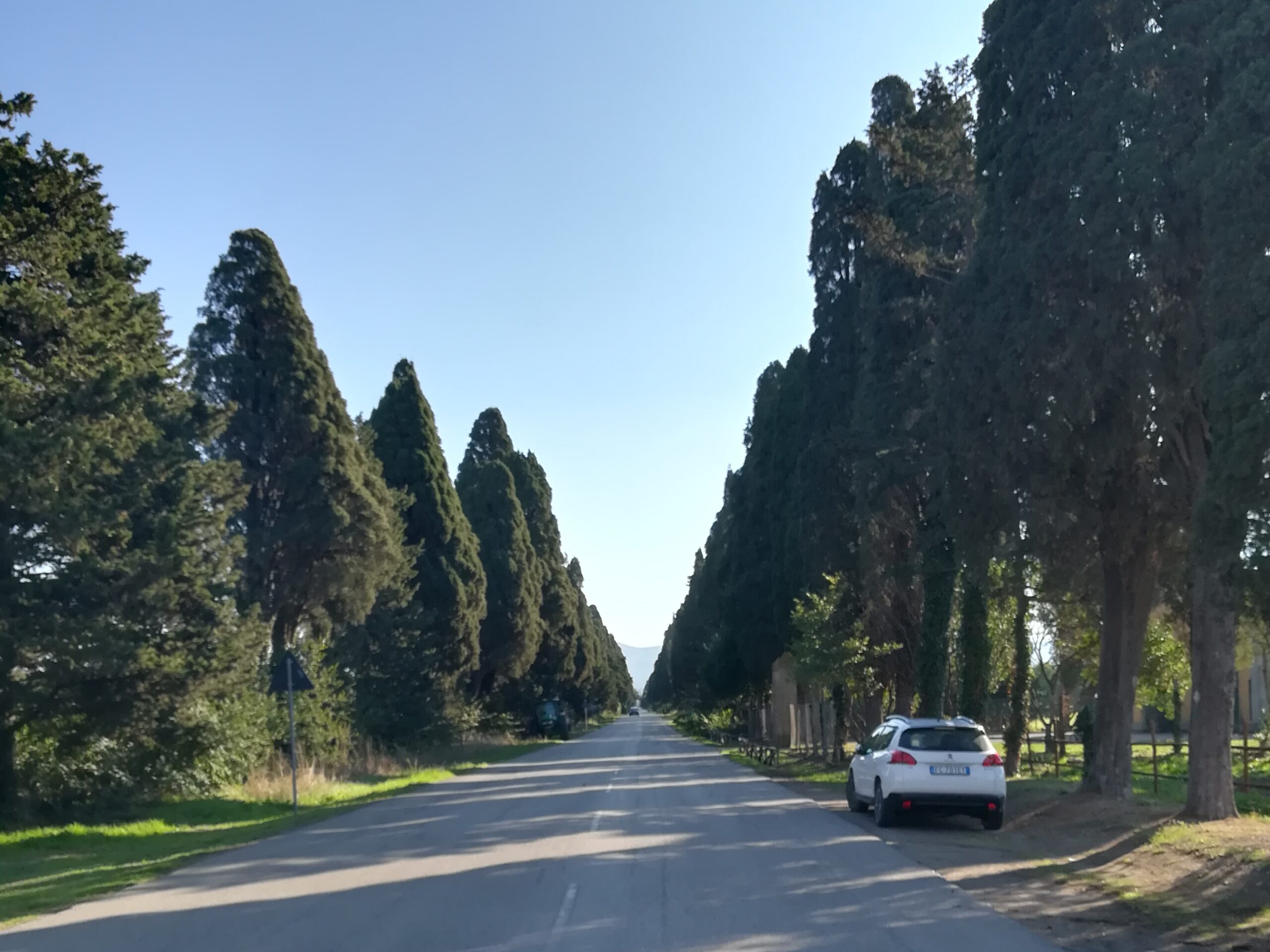 Il viale di cipressi in duplice filar, articolo: Saranno Famosi nel Vino 2024, evento vinicolo di successo, foto dell'autore