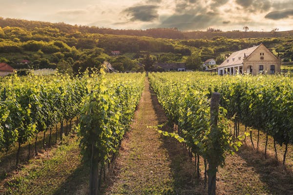 Vino sfuso in Italia, garanzia di vendite all'estero 2024 foto di David Bartus