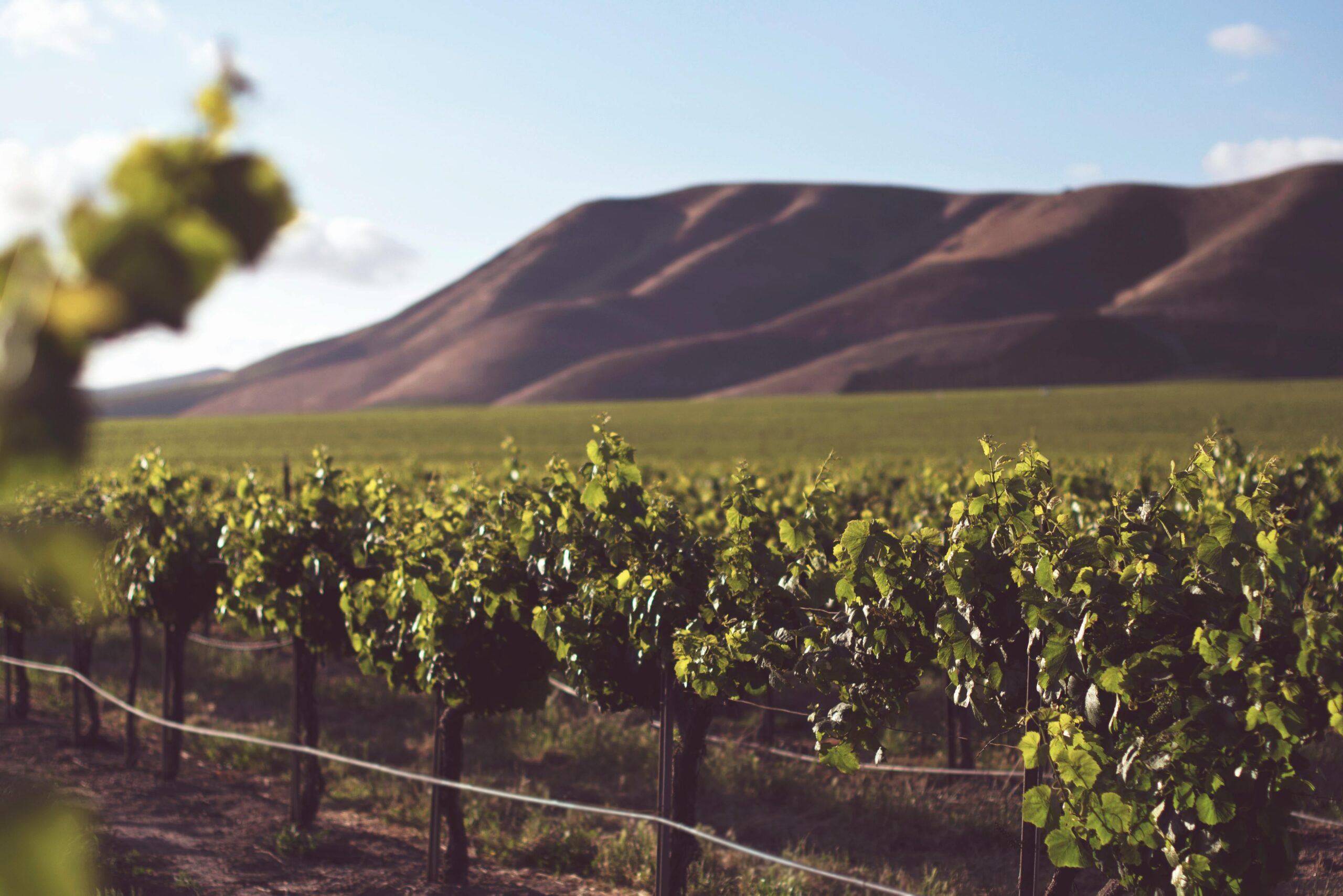 Vino sfuso in Italia, garanzia di vendite all'estero 2024 foto da internet,pexel