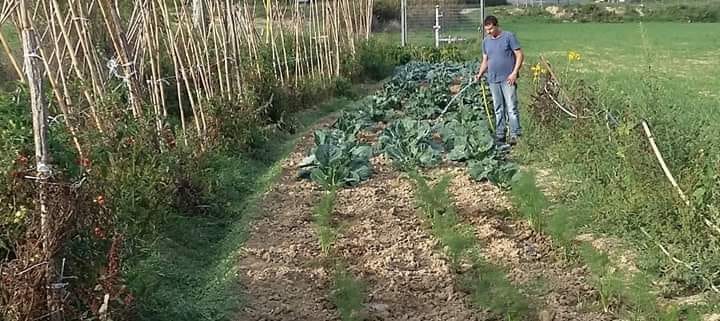 L'orto di Casa: eccellenza ortofrutticola a km0 2025, foto da internet