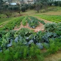 L'orto di Casa: eccellenza ortofrutticola a km0 2025, foto da internet