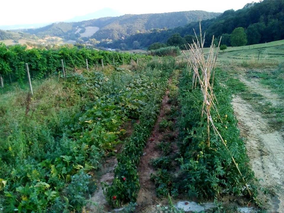 L'orto di Casa: eccellenza ortofrutticola a km0 2025, foto da internet