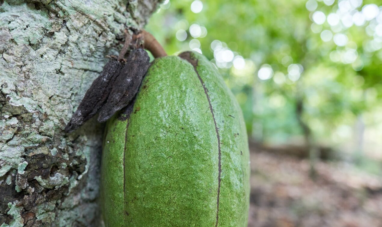 Il cioccolato dal 2020: sublime dispensatore di felicità, foto da web